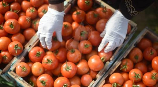 أسعار الخضروات في غزة