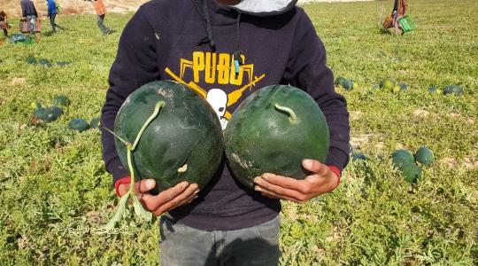 سويرح:  تحقيق اكتفاء ذاتي لمحصول البطيخ في غزة وخالي من الأمراض