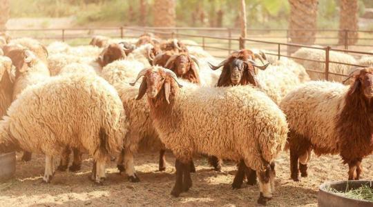 موعد ذبح الاضحية 