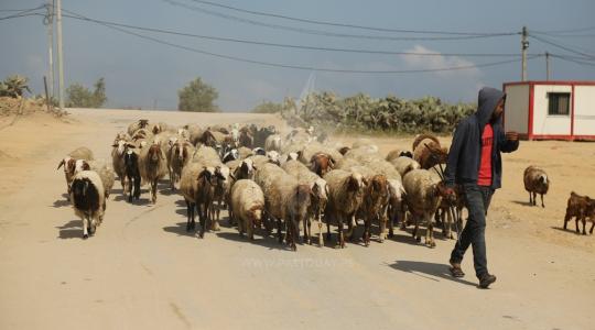 مواطن يرعى الاغنام قرب مخيم العودة شرق قطاع غزة ‫(1)‬.JPG