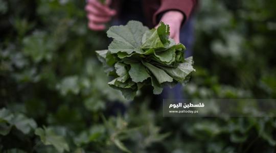 موسم قطف نبتة الخبيزة 