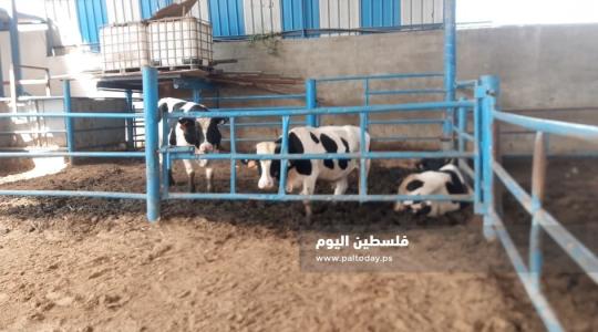 سعر الخروف والماعز للأضاحي في الرياض وجدة والطائف بالسعودية اليوم 2023