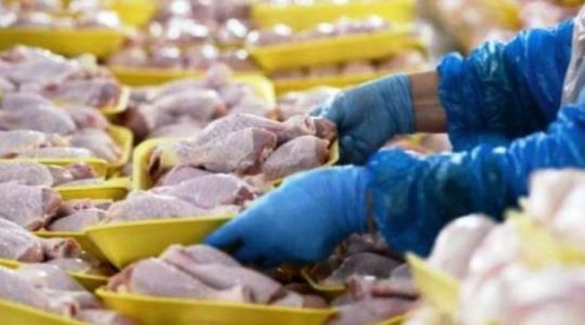 حقيقة إيقاف استيراد الدجاج المبرد والمجمد إلى أسواق غزة؟