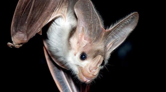 حقائق علمية عن الخفافيش التي أنتجت فيروس كورونا !