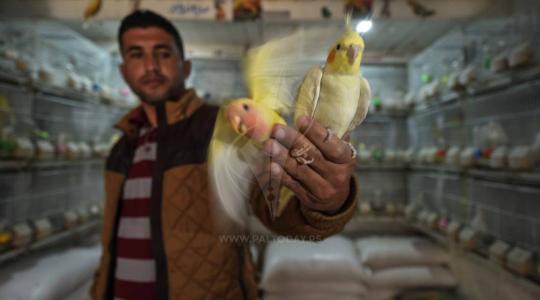 تجارة طيور الزينة فى غزة‬ ‫‬