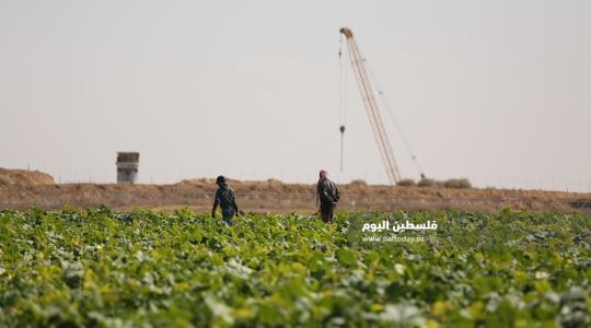 مزارعين على حدود غزة (4).JPG
