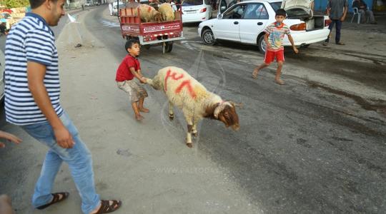 ذبح الأضاحي  (3).JPG