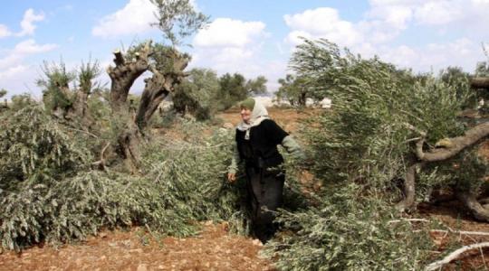 مستوطنون يقطعون اشجار زيتون في الضفة (ارشيف)