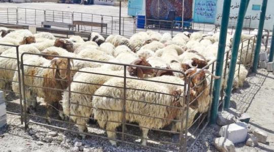 مواقع بيع الاضاحي في عمان