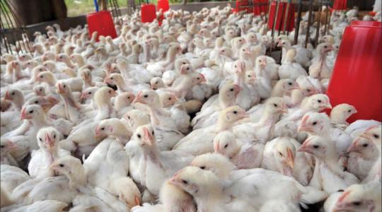 اسعار الدواجن البيضاء اليوم منير السقا اليوم السبت
