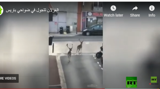 غزلان.PNG