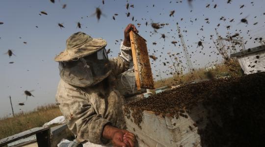 جولة لفلسطين اليوم لجني العسل