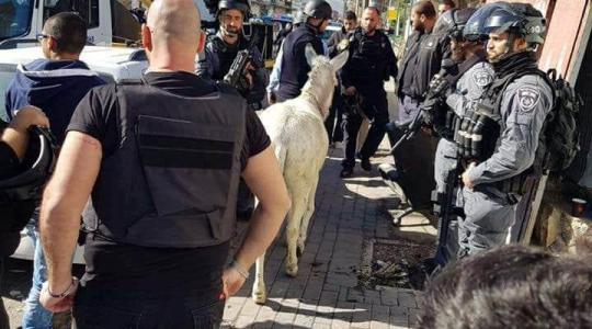 صورة خلال مصادرة الاحتلال للحمار في القدس
