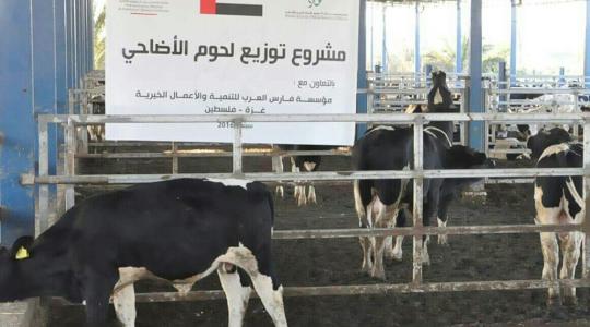 اضاحي