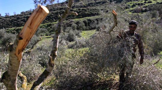 الاحتلال يقتلع أشجار الزيتون