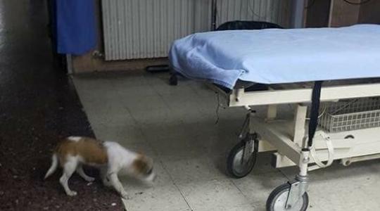 الكلب في مستشفى رفيديا