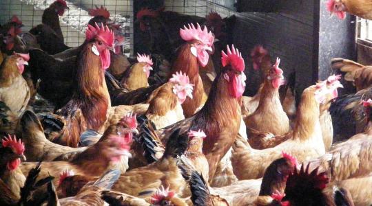 أسعار الفراخ الساسو والدواجن البيضاء 