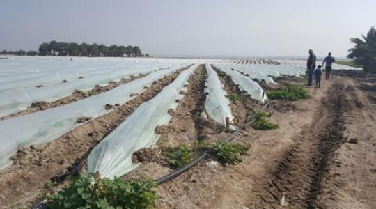أراض زراعية في الأغوار مسمدة بالسماد الإسرائيلي الملوث