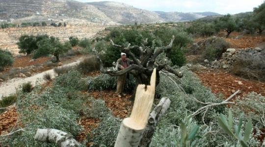 مستوطنون يقتلعون أشجار زيتون من أراضي الفلسطينيين شرق نابلس