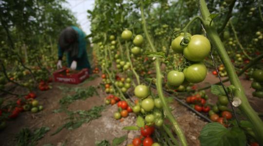 وزارة الزراعة توقف تصدير المنتجات الزراعية