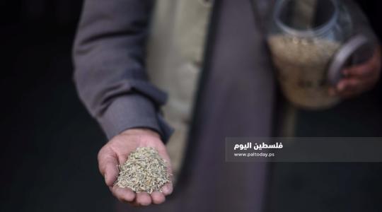 بنك البذور