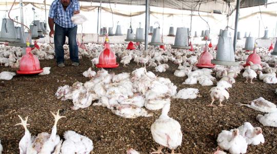 صورة لمزرعة دجاج في غزة