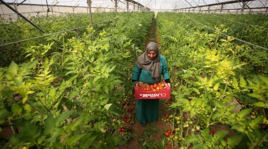 مواطنة  تقطف ثمار البندورة داخل دفيئة زراعية بيوم المراة العالمي (6)