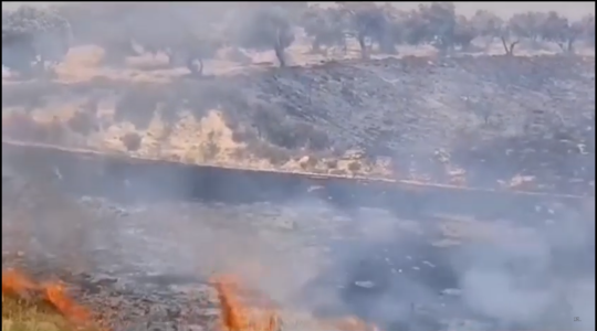 مستوطن يحرق أراضي زراعية في نابلس