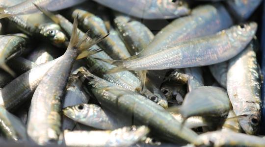 ضبط  كميات من أسماك سامة في أحد الأسواق