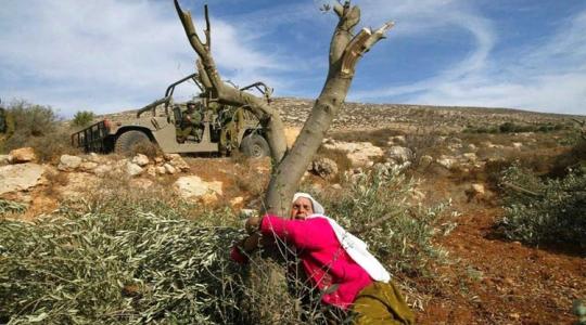 امرأة تحتضن شجرة زيتون