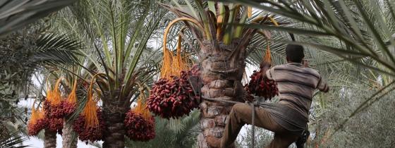 بالصور:جنى ثمار البلح بمدينة دير البلح وسط القطاع
