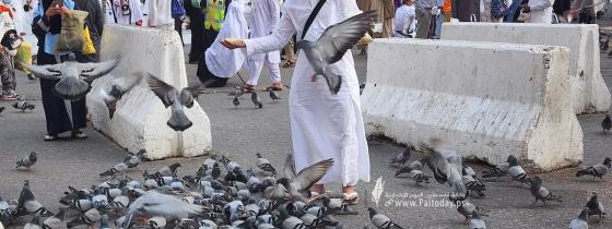 بالصور :حجاج بيت الله الحرام ينثرون حبوب القمح لأسراب الحمام الساكن في محيط الحرم المكي*