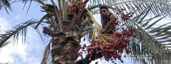 بالصور: بلدية دير البلح تفتتح موسم جني البلح وسط قطاع غزة