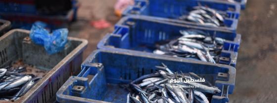 سمك " العصافير " يغزو أسواق غزة 