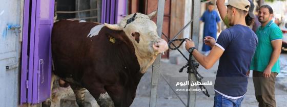 غزيون يجهزون الاضاحي امام منازلهم استعداد لذبحها