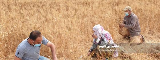 مزارعون غزيون يحصدون القمح في المناطق الحدودية شرق قطاع غزة
