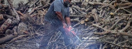بيع الحطب.. مهنة موسمية ونادرة في غزة