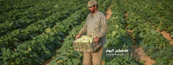 حصاد ثمار " الكوسا " شرق مدينة خانيونس
