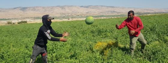 مزارعون فلسطينيون يقومون بجني محصول البطيخ من حقولهم في عين الساكوت بالأغوار الشمالية رغم قيود واجراءات الاحتلال