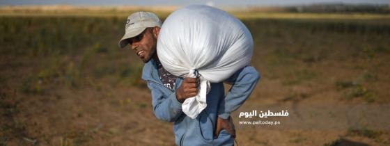مزارعو قطاع غزة يبدؤون جني محصول "العدس " من الأراضى الحدودية 