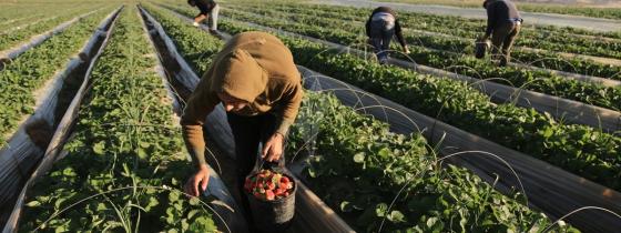 بالصور: مواطنون من بيت لاهيا يقومون بقطف ثمار الذهب الأحمر