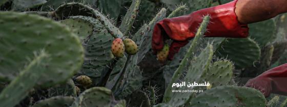 "الصبر".. فاكهة أهل غزة التي تُنزع من شوكها