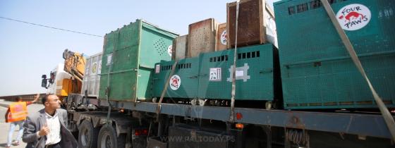 نقل عشرات الحيوانات البرية من غزة إلى الأردن عبر حاجز بيت حانون