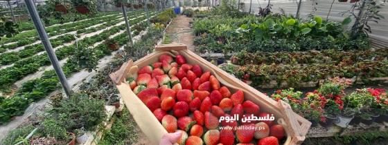 مزارعو غزة يقطفون الذهب الأحمر لتصديره إلى أسواق الضفة الغربية المحتلة