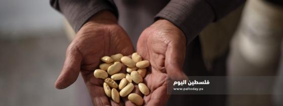 مزارع غزي ينشئ بنكا للبذور البلدية لاستدامة الزراعة 
