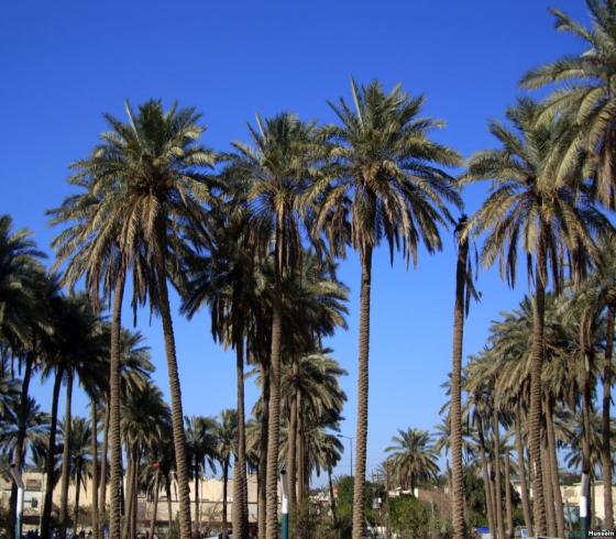 نخيل