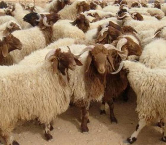 شروط ومواصفات الأضحية في عيد الأضحى وأفضل موعد للذبح
