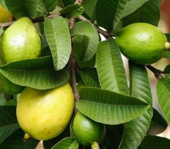 فوتئد تناول الجوافة الصحية