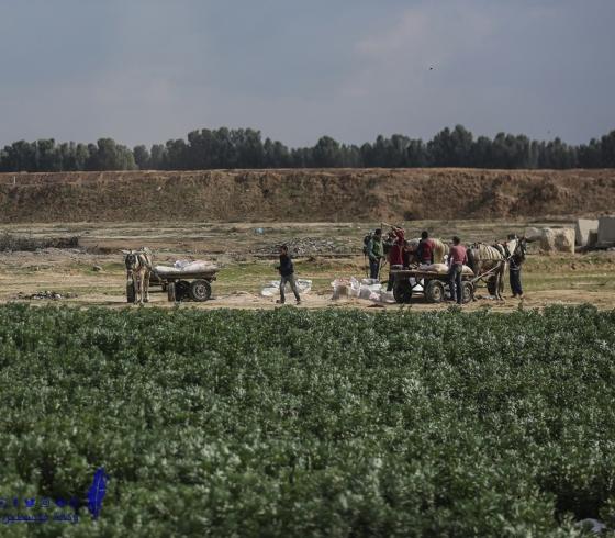 زراعة غزة تدعو المزارعين والصيادين المتضررين من العدوان الإبلاغ عن الخسائر