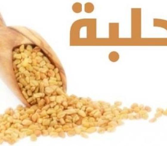فوائد نبات الحلبة  وهل تزيد الوزن أسئلة شائعة عند الأشخاص .. طالع الإجابة